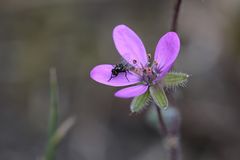 Miniblüte mit Minifliege