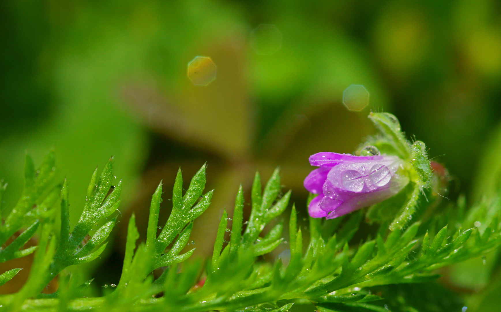 Miniblüte mit Wassertropfen