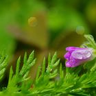 Miniblüte mit Wassertropfen