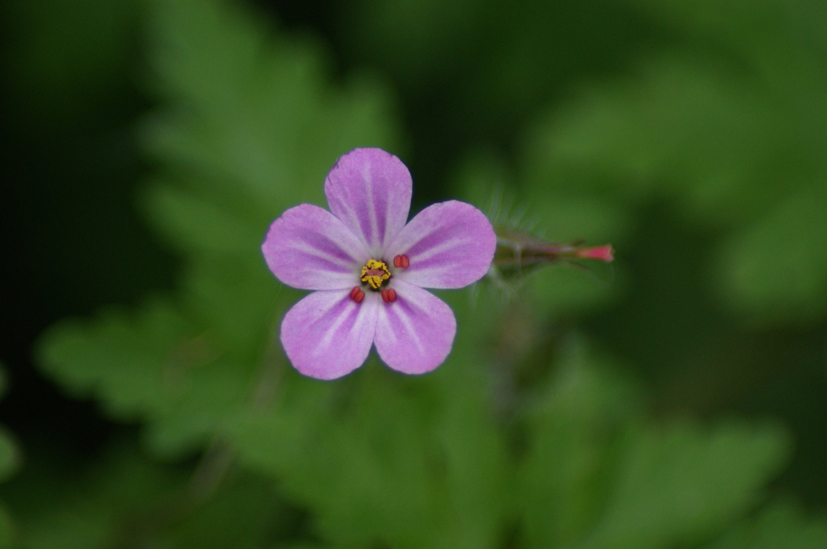 Miniblüten am Wegesrand