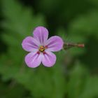 Miniblüten am Wegesrand