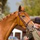 Minie @ Woodbridge Horse Show, Suffolk, UK
