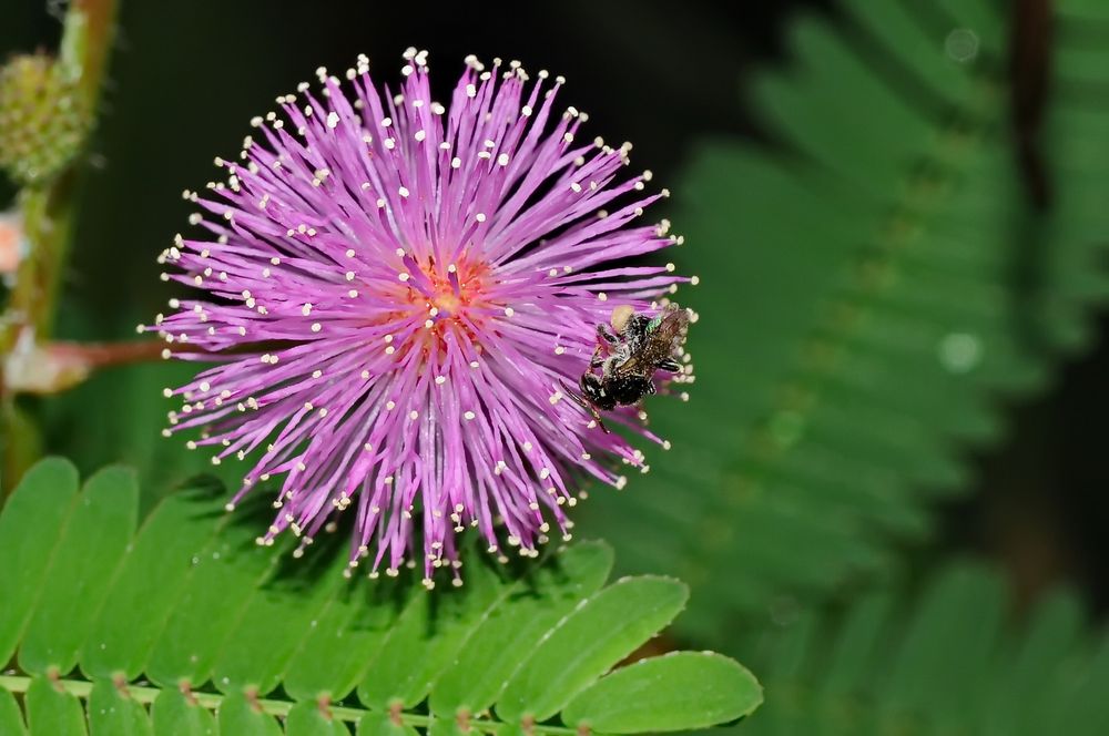" Miniebiene auf Mimosenblüte beim Pollen sammeln " , 2014