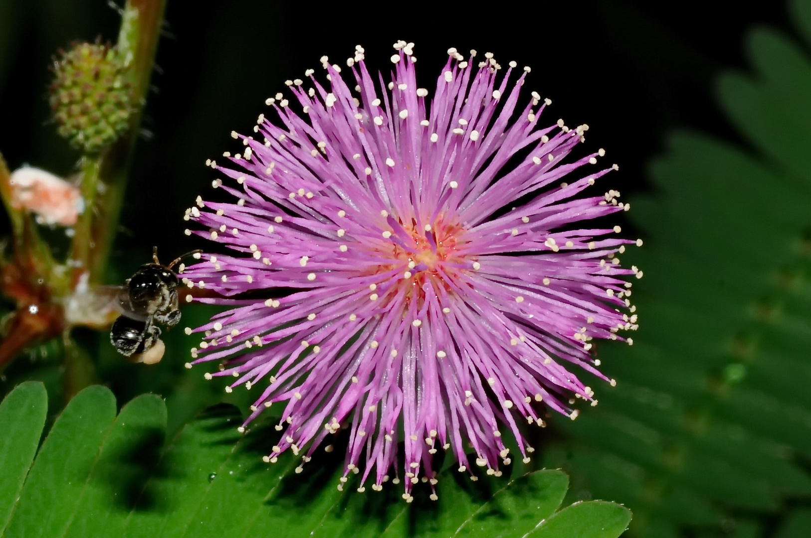 " Miniebiene im Anflug auf Mimosenblüte " , 2014