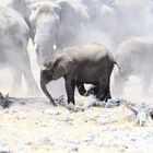 Minielefant Namibia