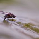 Minierfliege bei der Eiablage 