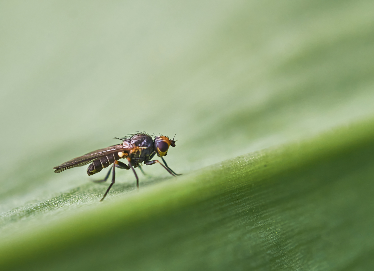 Minierfliege  (Napomyza gymnostoma)