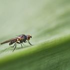 Minierfliege  (Napomyza gymnostoma)