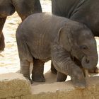 Minifant Shanti im Zoo Hannover