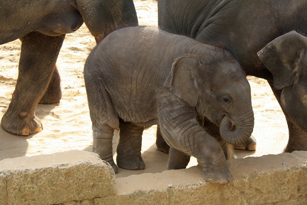 Minifant Shanti im Zoo Hannover