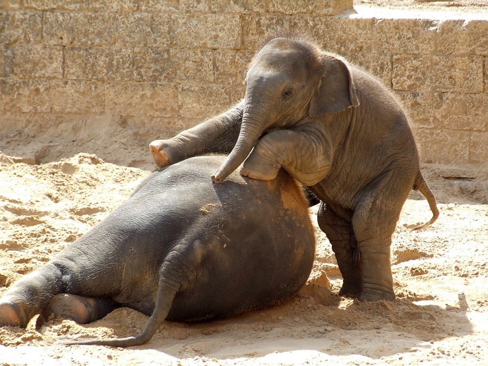 Minifant Shanti im Zoo Hannover