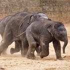 Minifantenrennen