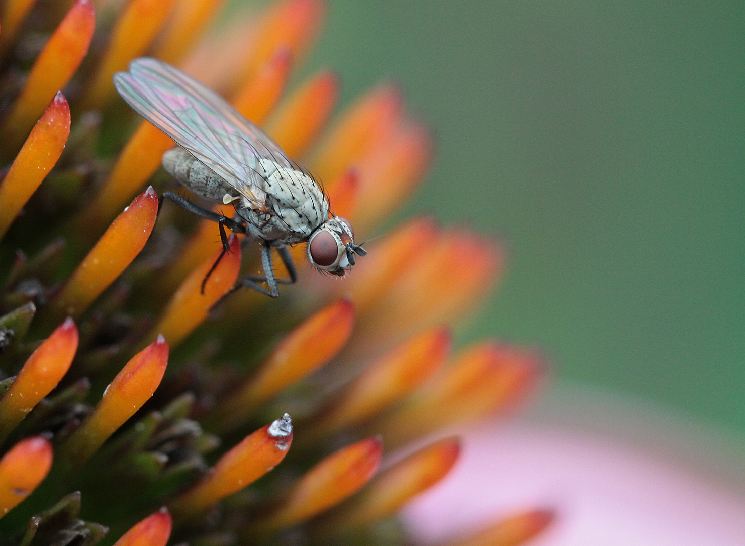 Minifliege auf Echinacea