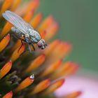 Minifliege auf Echinacea