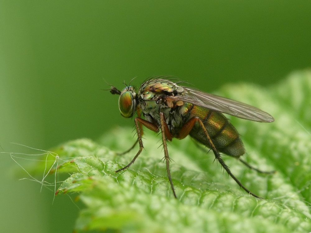 Minifliege mal ein wenig Größer