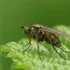 Minifliege mal ein wenig Größer