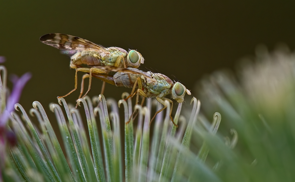 Minifliegen