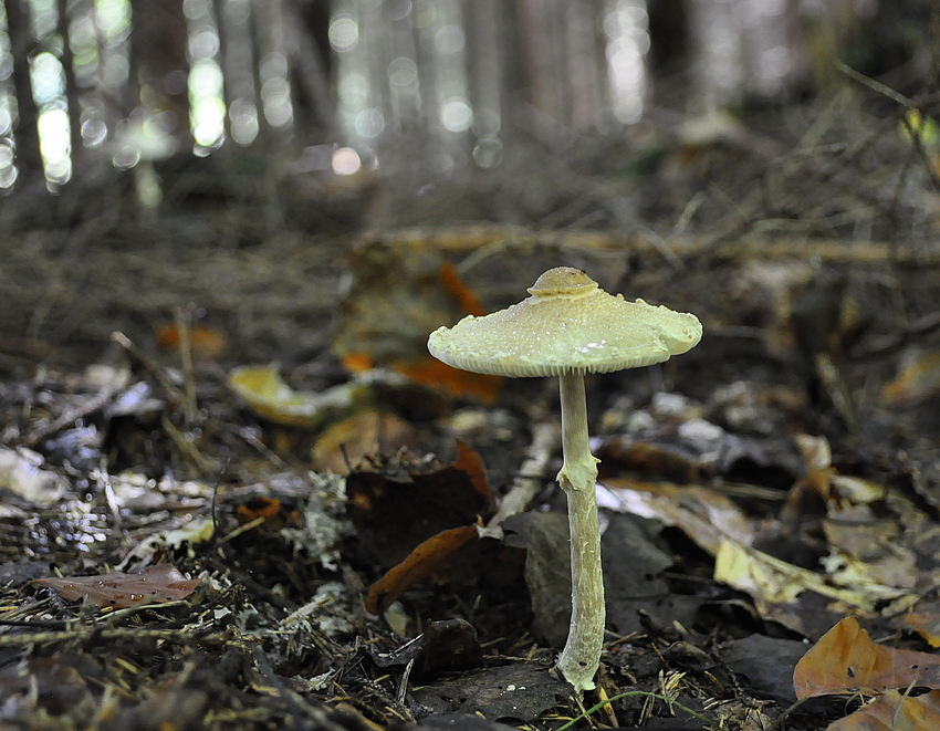 Miniformat vom Parasol