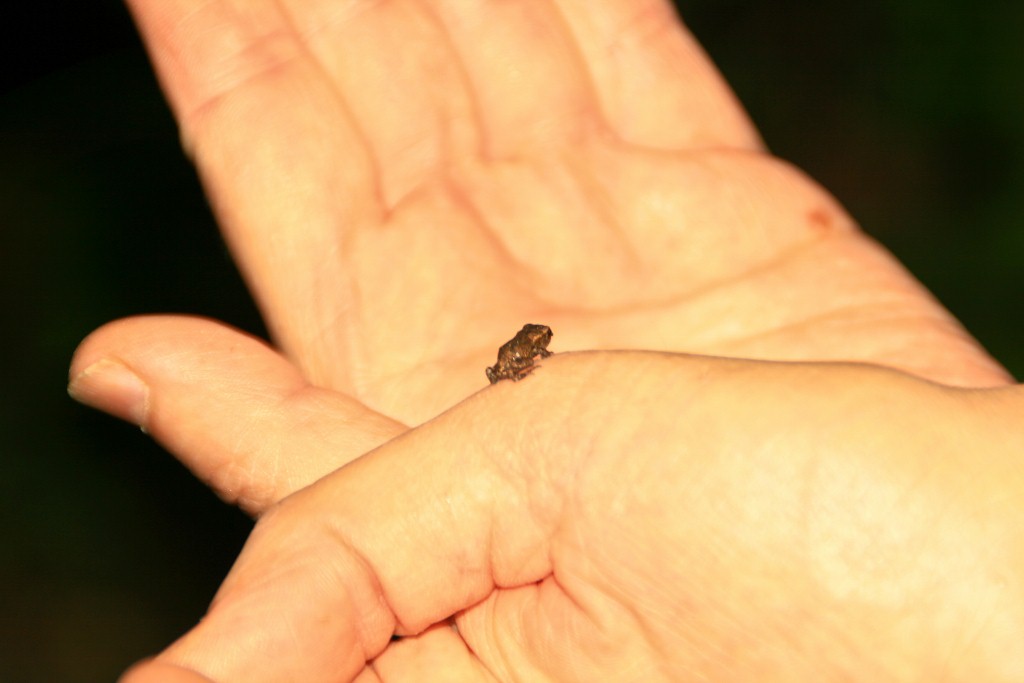 Minifrosch