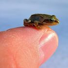 Minifrosch