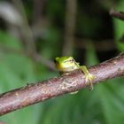 minifrosch im bannwald