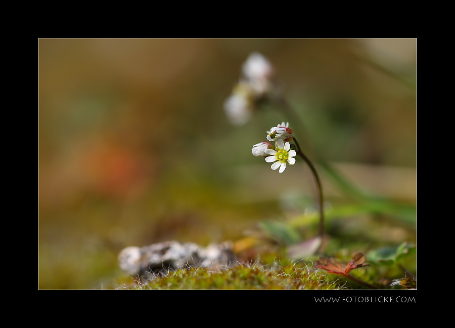 MiniFrühling