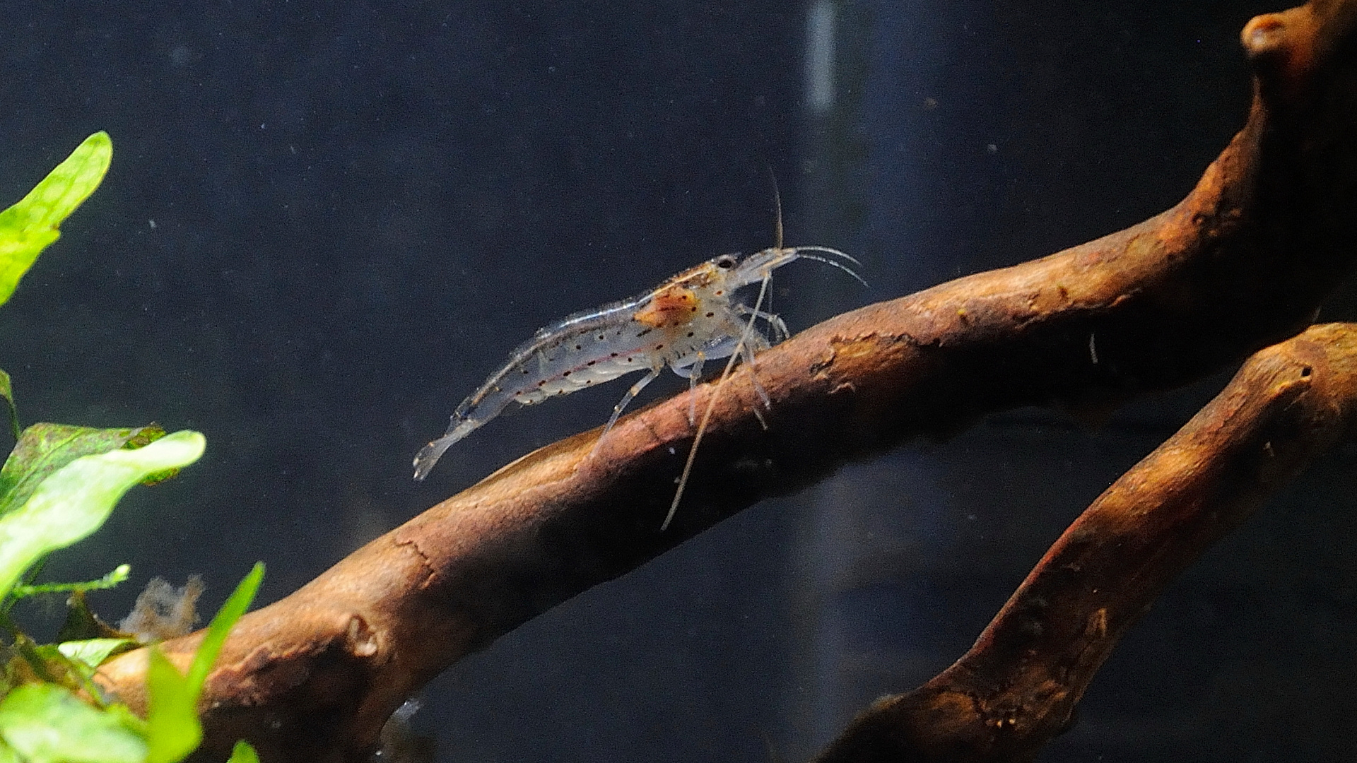  Minigarnele im Nano-Aquarium