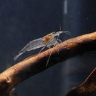  Minigarnele im Nano-Aquarium