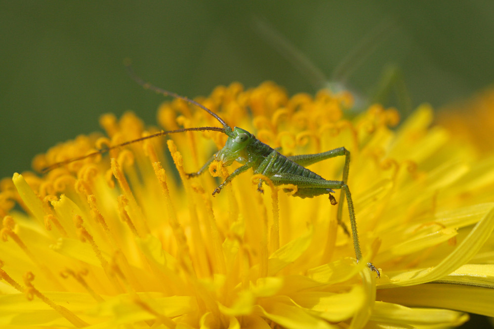 Minigrashüpferauf einer Löwenzahnblüte, Mahlzeit!