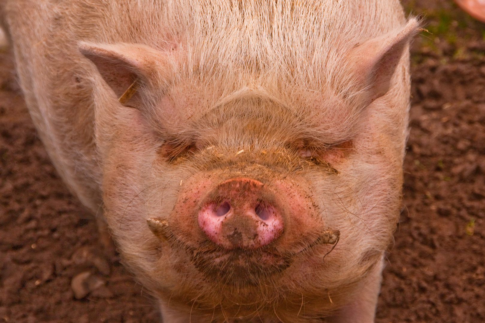 Minihängebauchschwein Rosa fühlt sich sauwohl