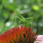  Minihüpfer auf Echinaceae - 