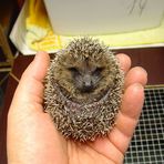 Miniigel