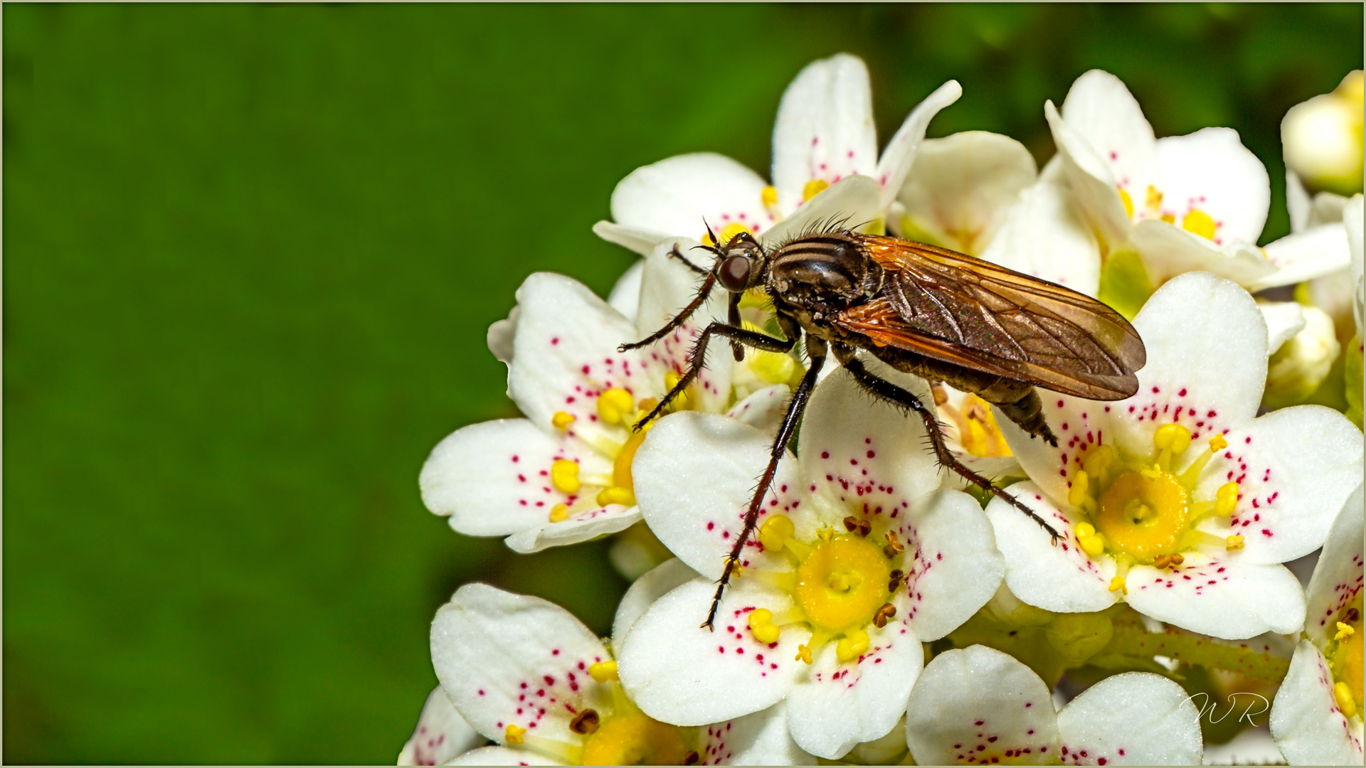 Miniinsekt auf Hauswurzblüte