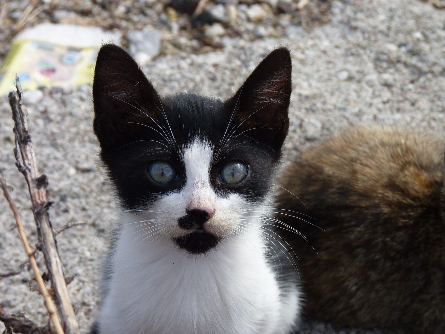 Minikatze auf der Insel Rhodos