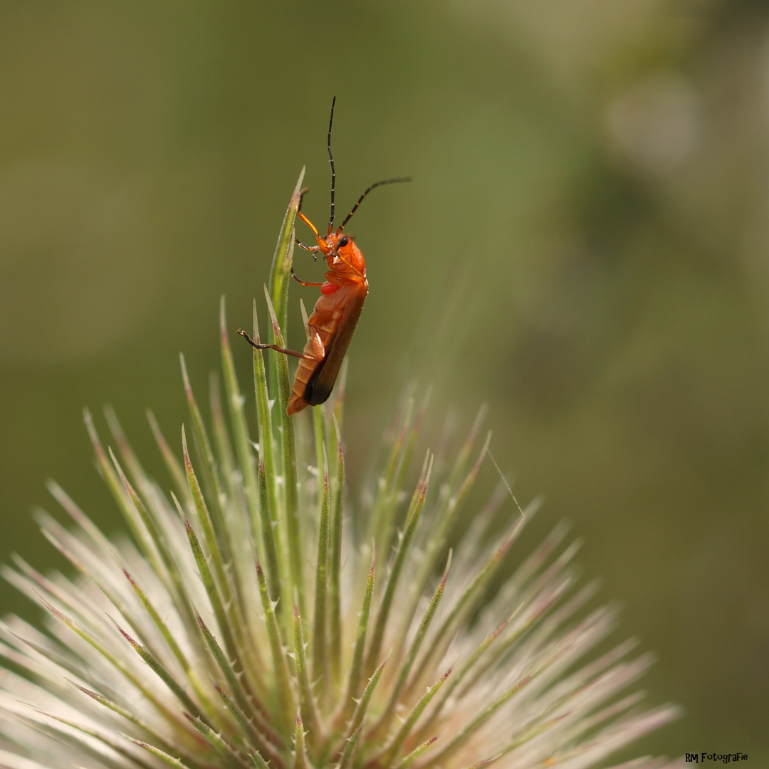 Minikrabbler auf Distelspitzen