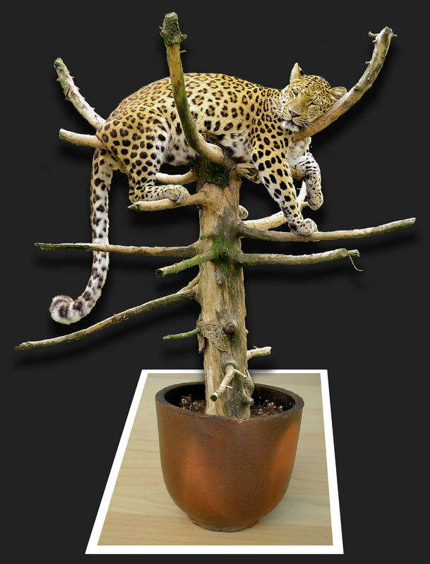 Minileopard