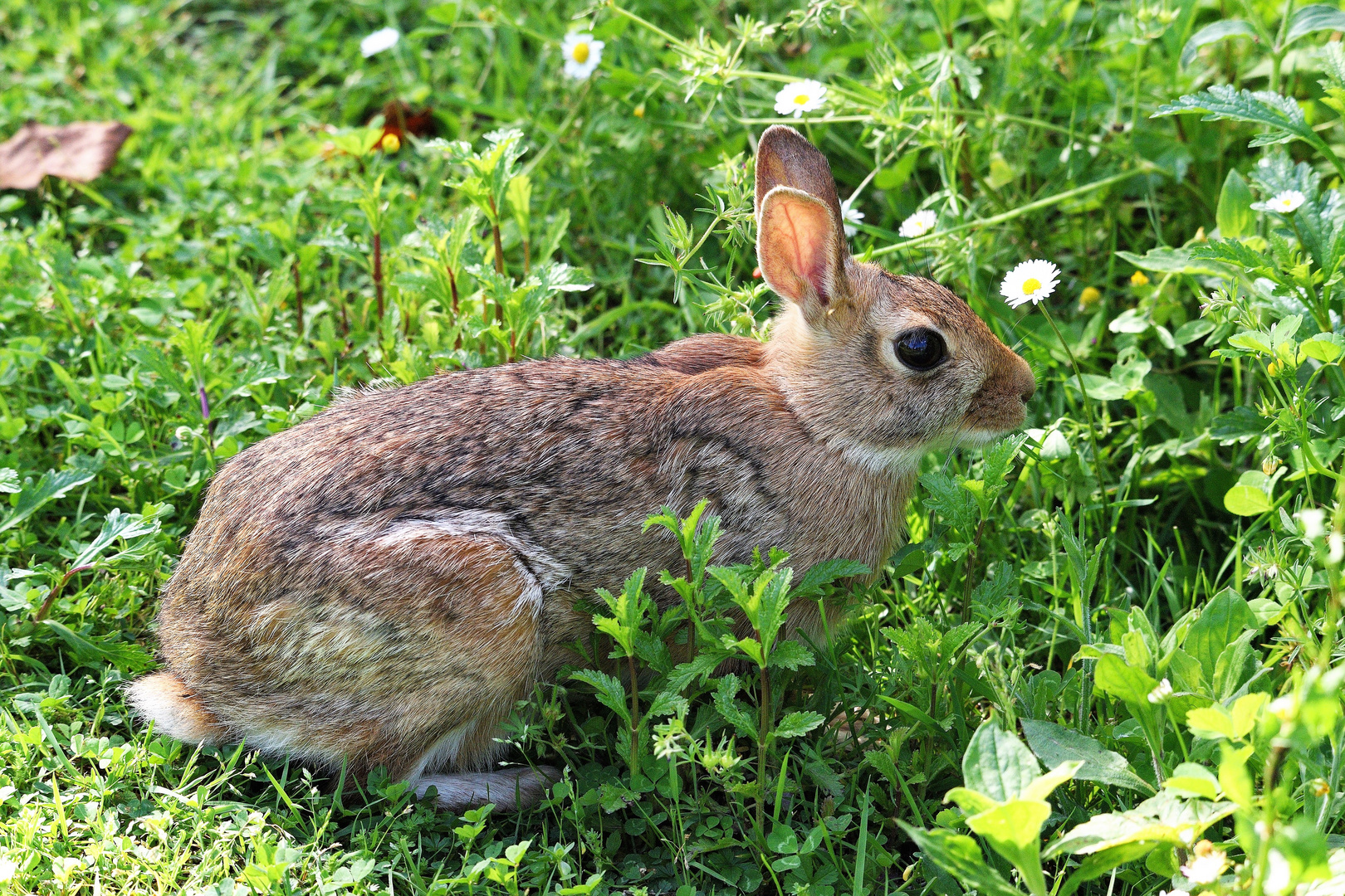 Minilepre - Sylvilagus Florudanus