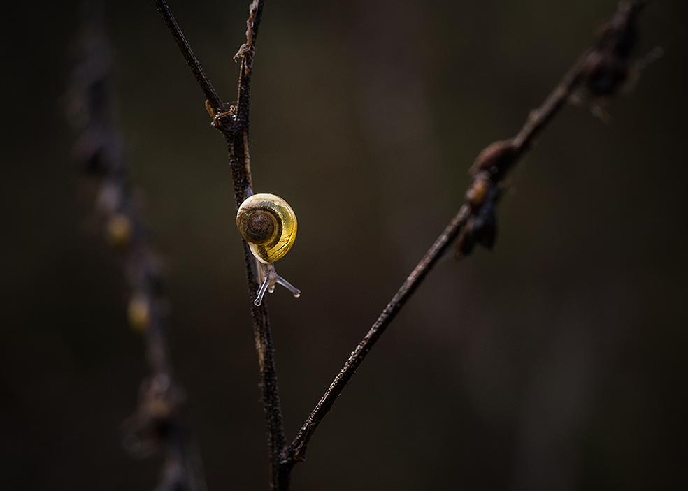 Minileuchtschnecke