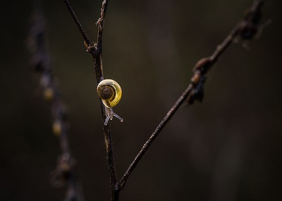Minileuchtschnecke
