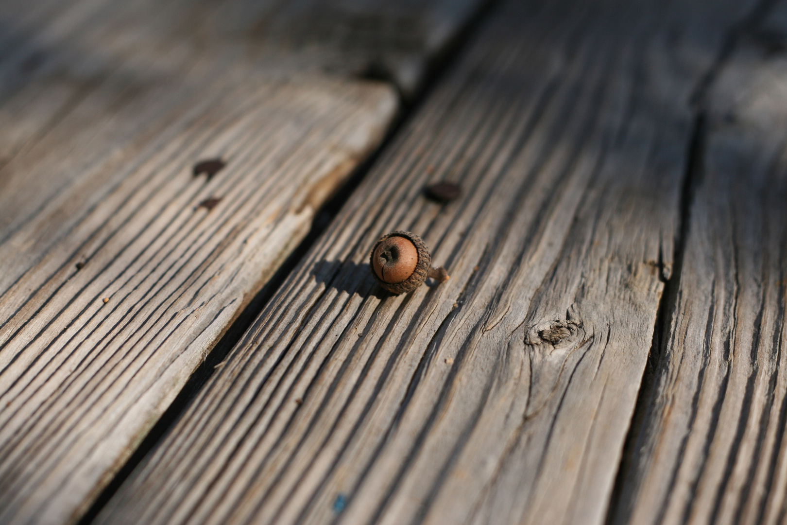 Minimale Natur - Maximales Leben