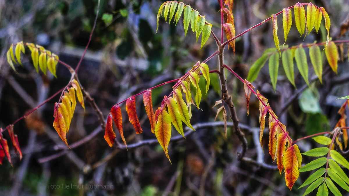 MINIMALER HERBST VON GRÜN BIS ROT