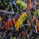 MINIMALER HERBST VON GRÜN BIS ROT