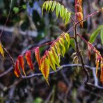 MINIMALER HERBST VON GRÜN BIS ROT