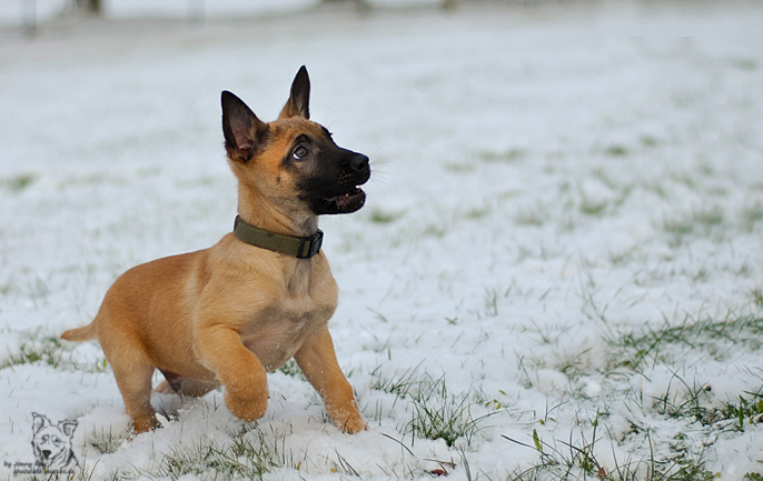 Minimali im Schnee