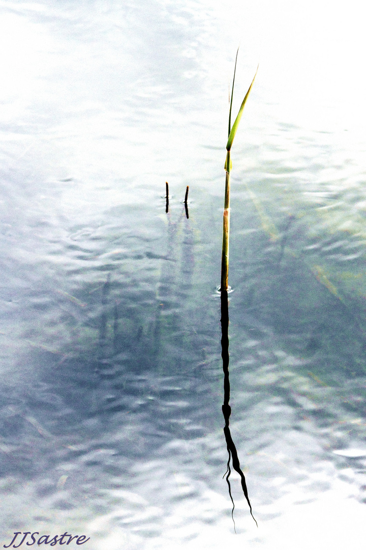 Minimalismo en la albufera