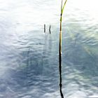 Minimalismo en la albufera