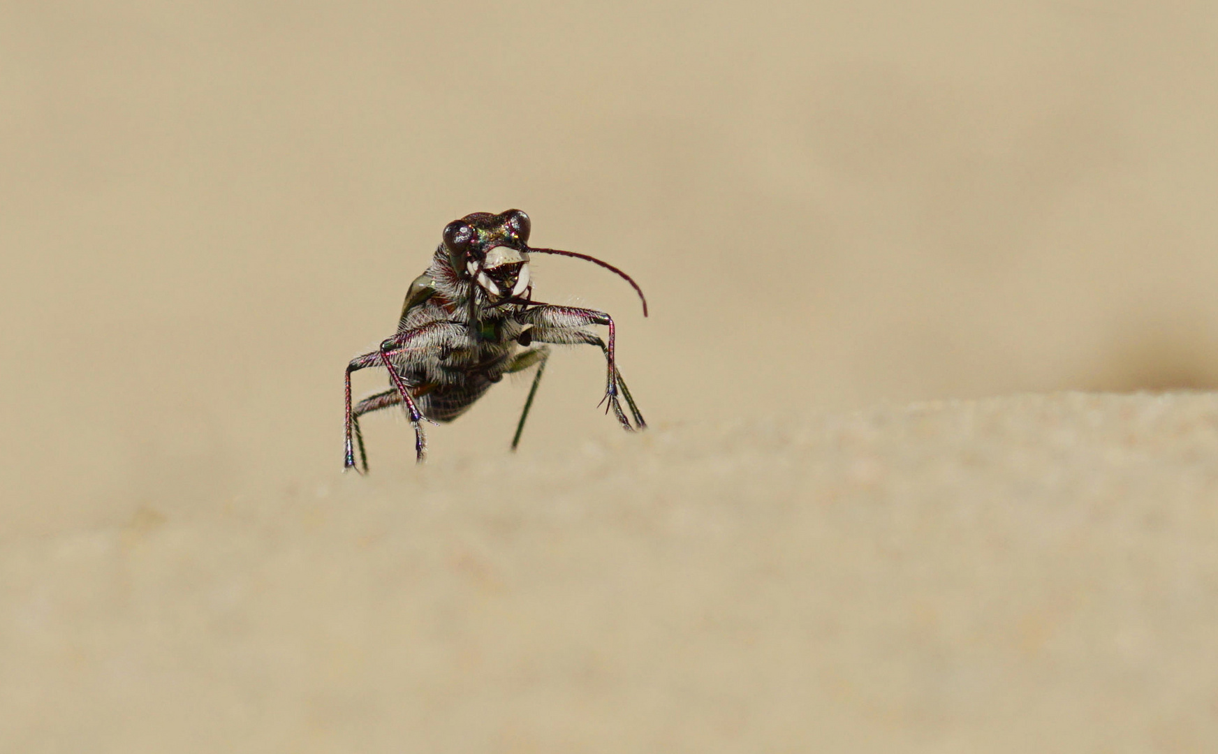 Minimalismus - Dünensandlaufkäfer  (Cicindela hybrida)