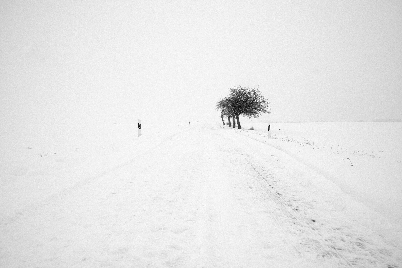 Minimalismus (für eine Allee einfach zu wenig Bäume)