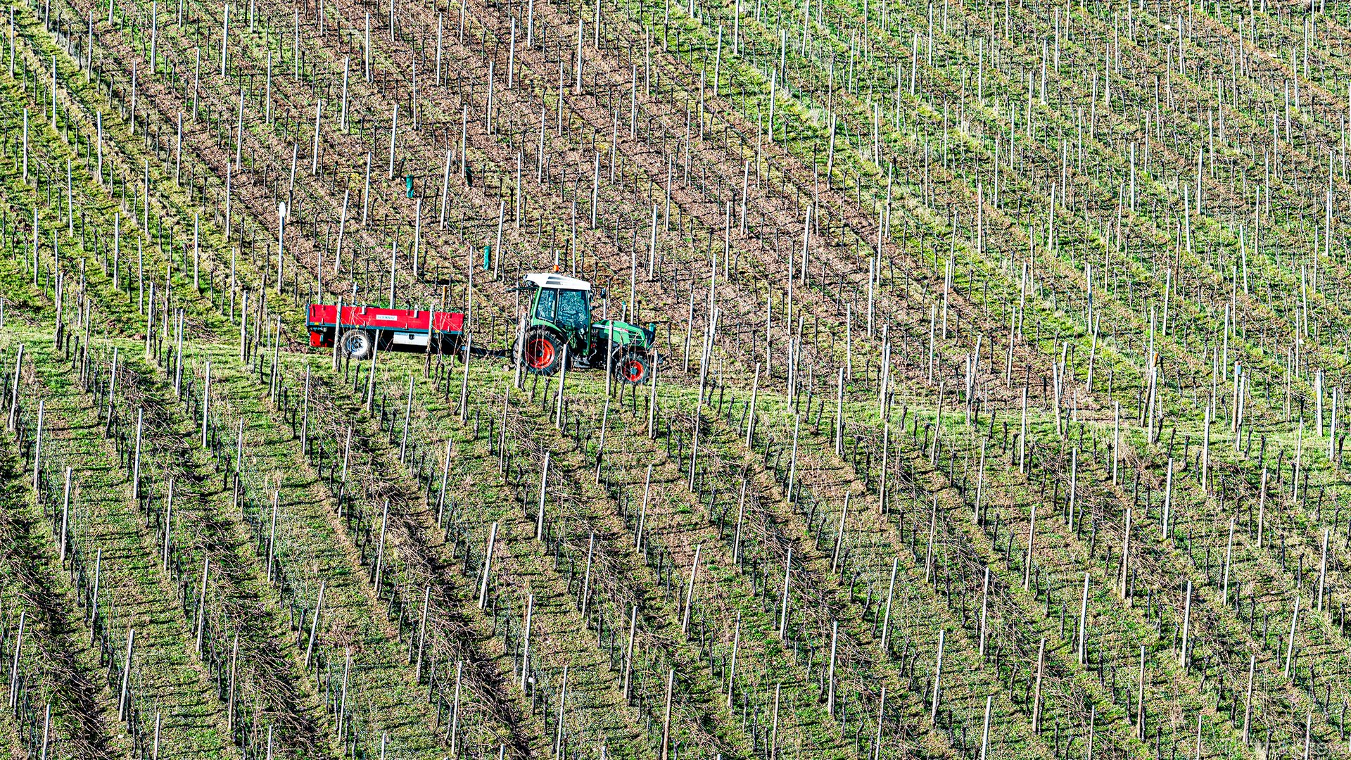 Minimalismus im Weinberg