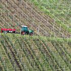 Minimalismus im Weinberg